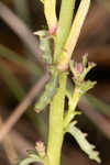 Shortleaf lobelia